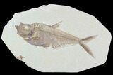 Detailed, Diplomystus Fossil Fish - Wyoming #92905-1